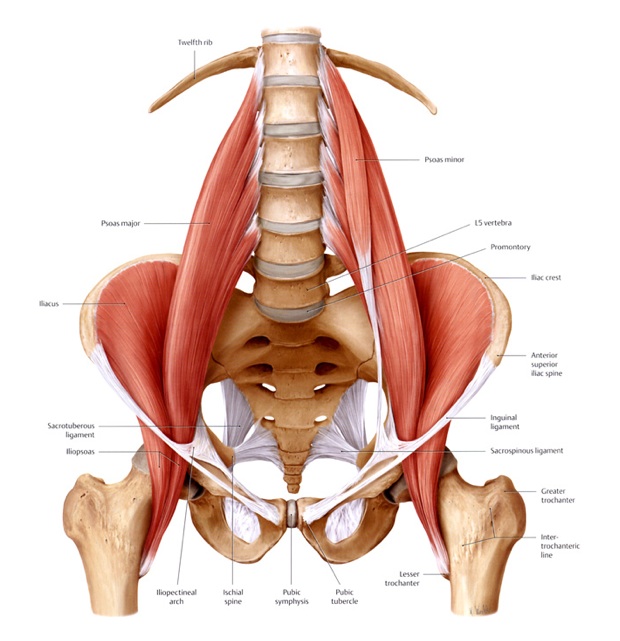 Iliopsoas2.jpg